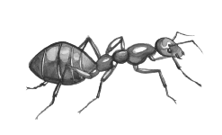 This image has an empty alt attribute; its file name is ant_-_hannah_-removebg-preview-1.png